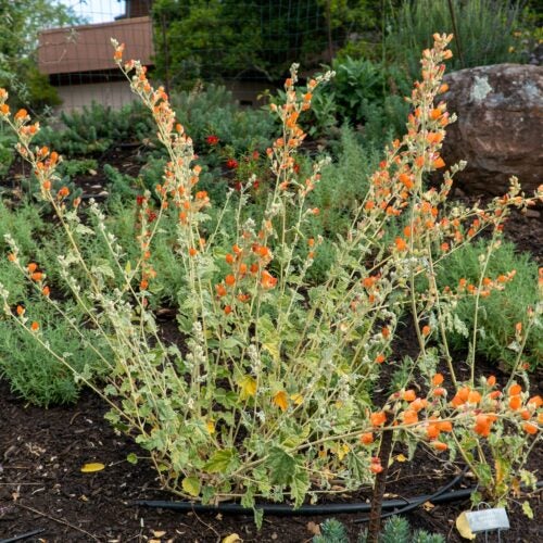 Small shrub in a garden setting with bright orange-red flowers