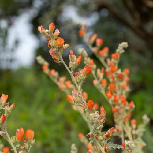 Close-up of bright orange-red flowers in a garden setting