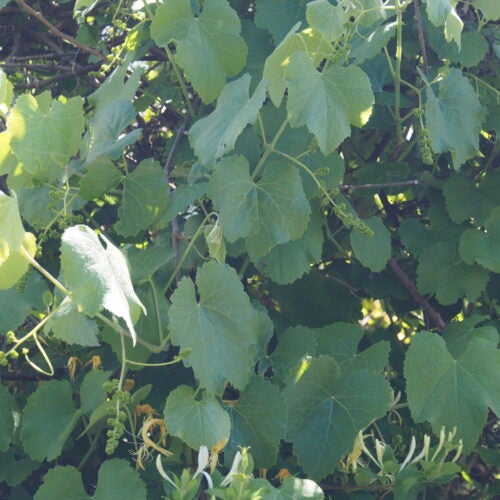 Close up of wild grape foliage