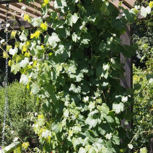 wild grape vine growing up a wood pergola
