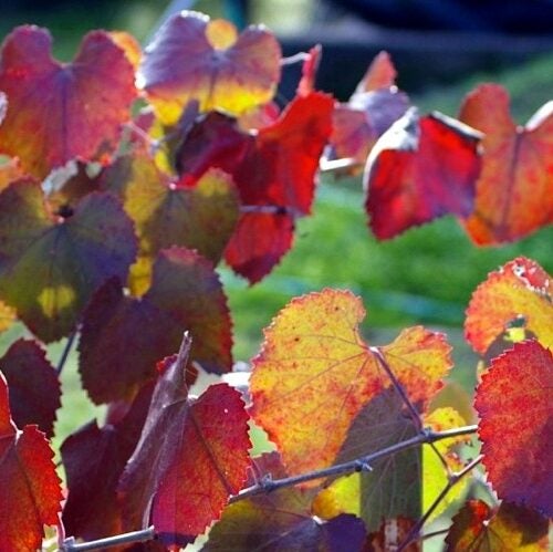 Grape vine with red foliage