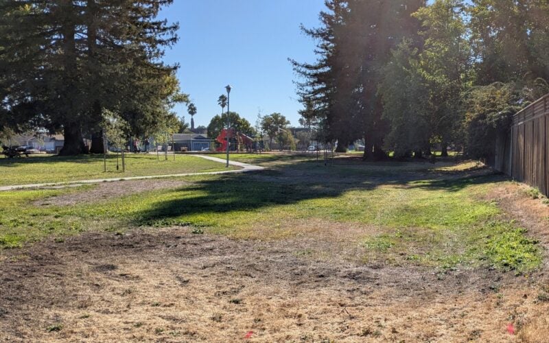 Expansive patchy lawn is shown in a public park with redwood trees and a concrete path in the background