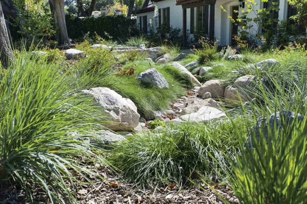 Rain garden with rocks of various sizes, surrounded by bunch grasses in a front yard