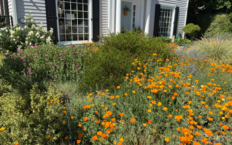 Bunch grasses, and orange, pink and white flowers bloom in front of a white house with black shutters