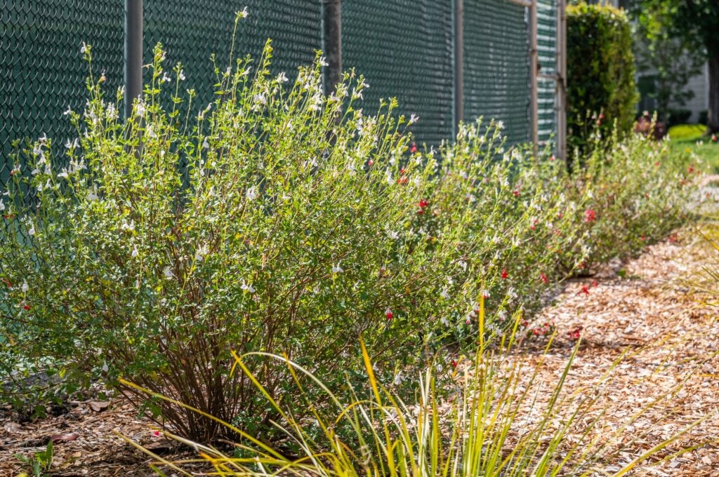 Low shrubs with small red and white flowers and bunch grasses in front of the fence of a tennis court