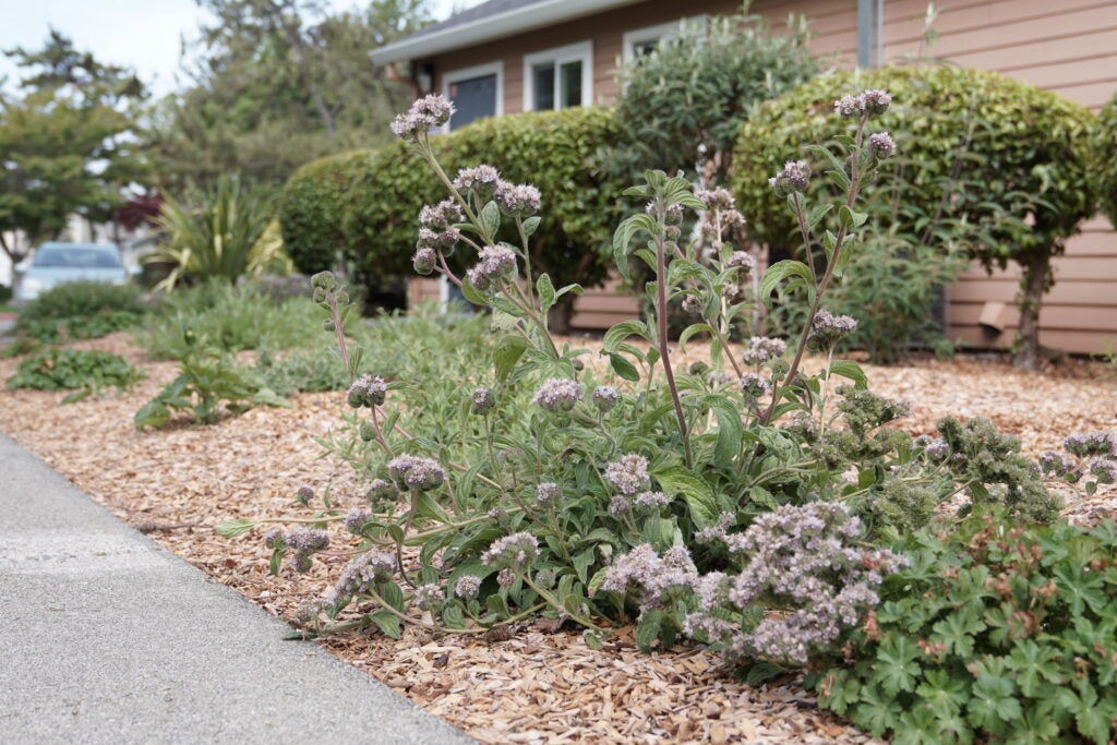 Lilac colors flowers blooming amidst bark mulch and shrubs in front of a concrete path and peach colored building