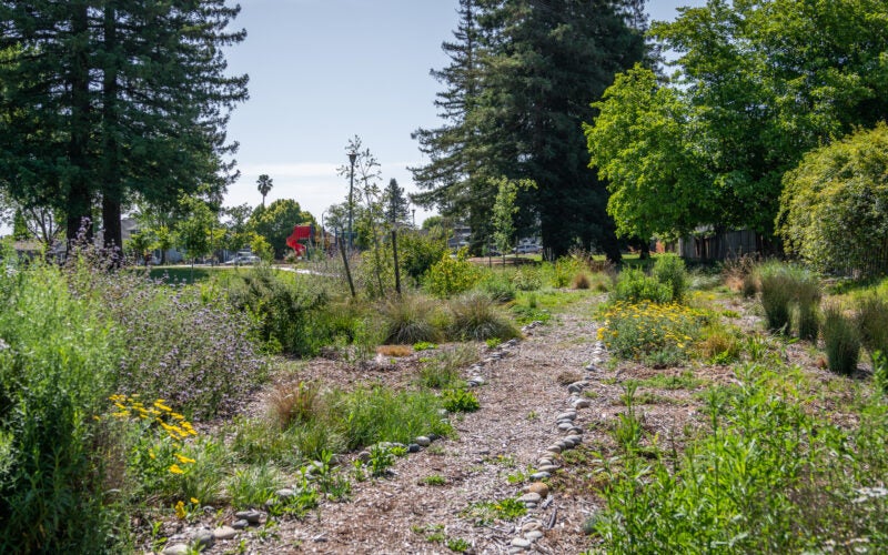 Public park where a section of formerly patchy grass has been converted to a natural path surrounded by low water plantings included bunch grasses, and purple and yellow flowers