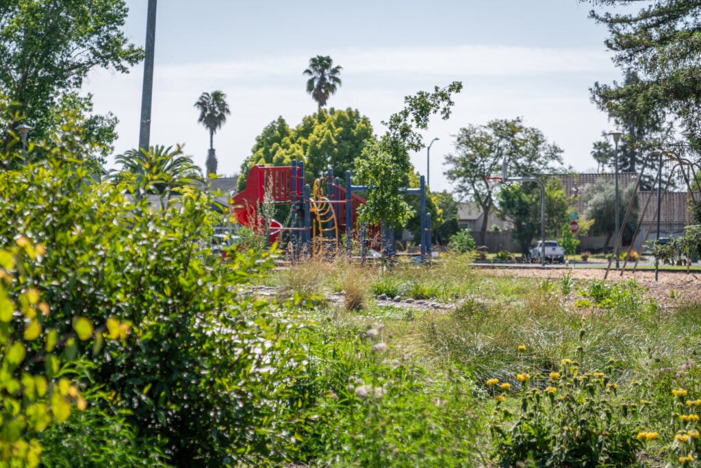 Drought tolerant plantings in the foreground of a playground
