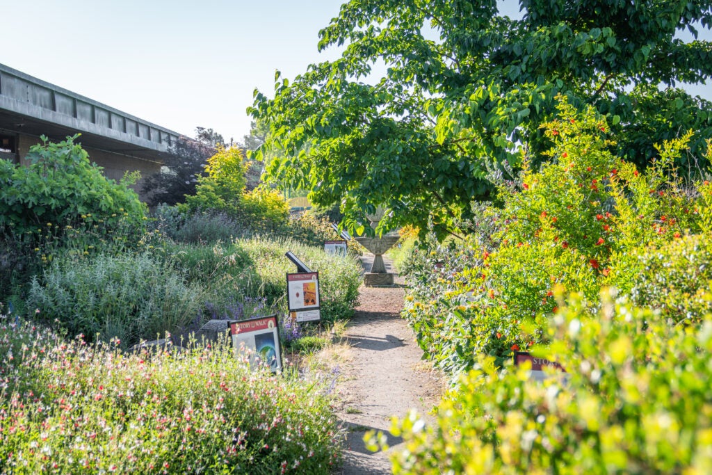 Garden behind a library with purple, yellow and red flowers, a mature tree, natural path, signs and statue.