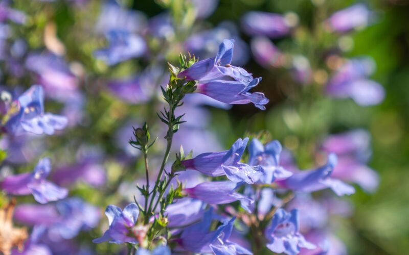 Close up of blue, tubular Penstemon flowers
