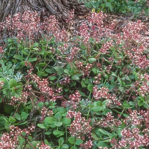 Low growing mat of green succulent foliage with pink flowers blooming on stems above it