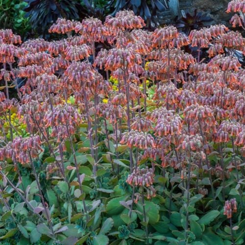 Greenish gray mat-like succulent with pink flowers rising above foliage