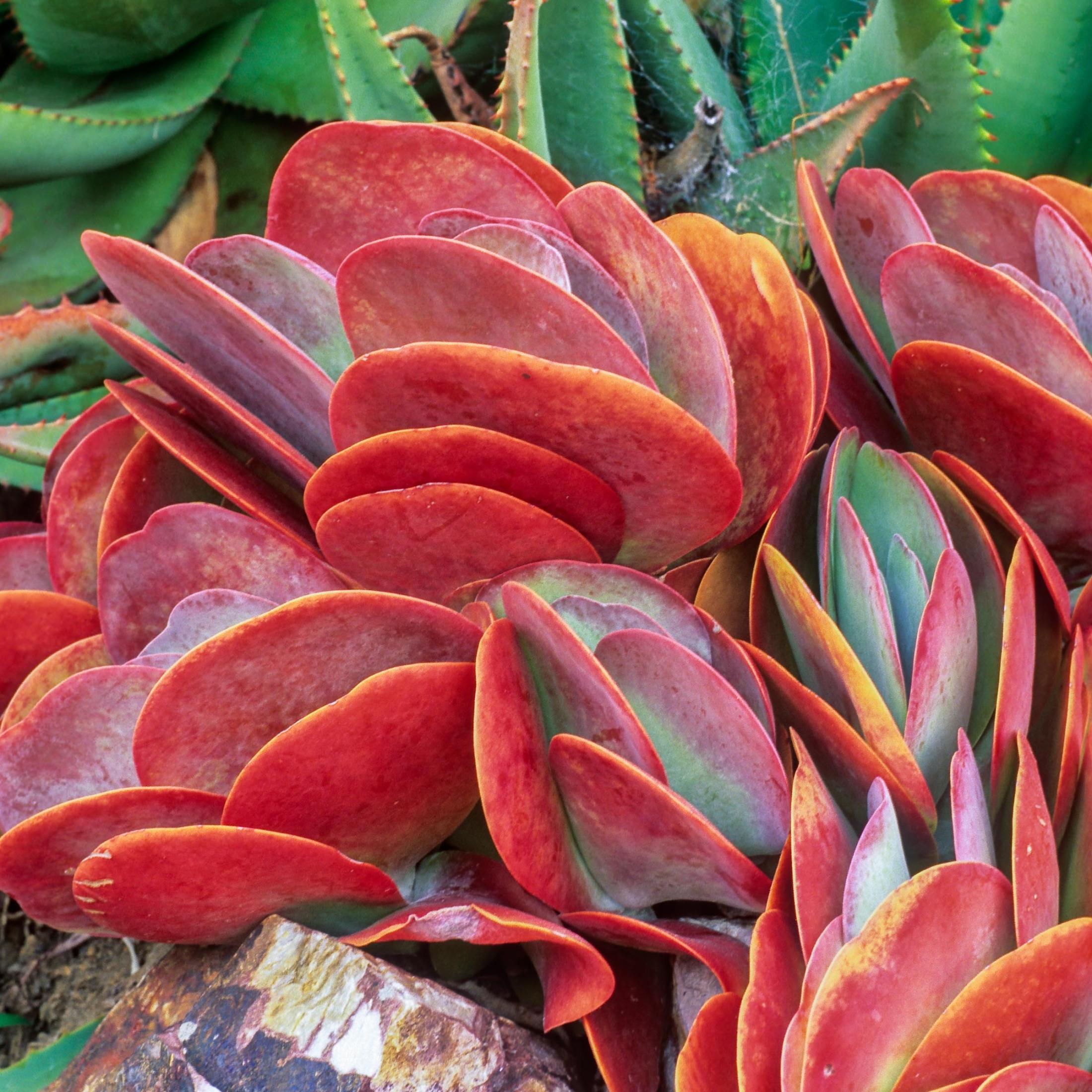 Succulent plant with rounded reddish leaves