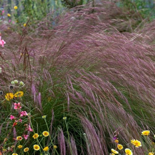 Arching purple flowers of aristida purpurea