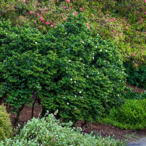 Carissa shrub with white flowers in a garden setting