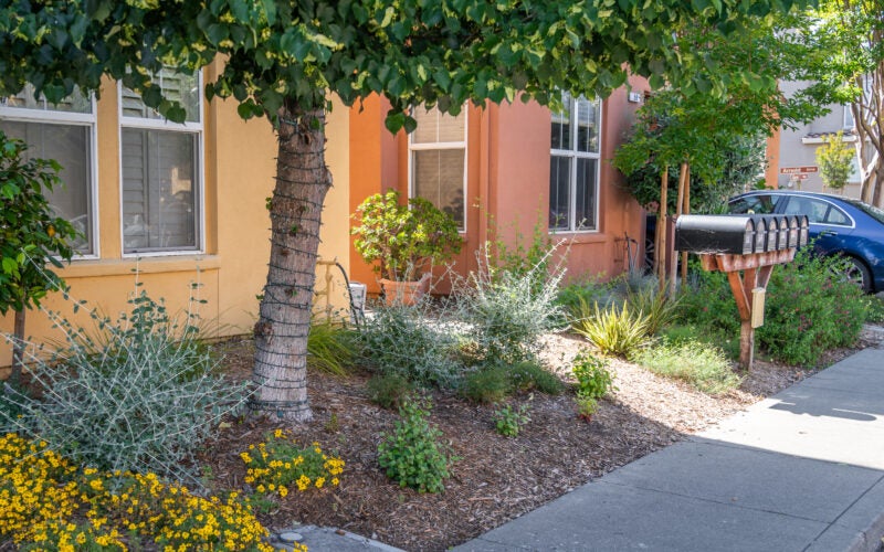 Photo showing front yard with a mature tree and the landscape newly converted to low water plants