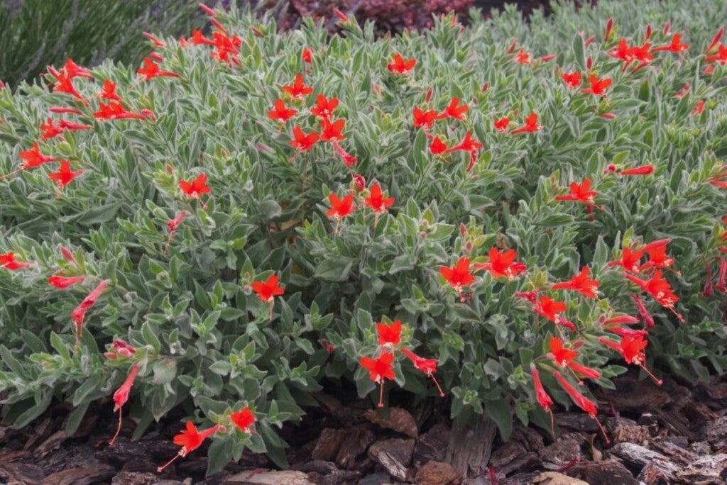 California native plant with red tubular flowers