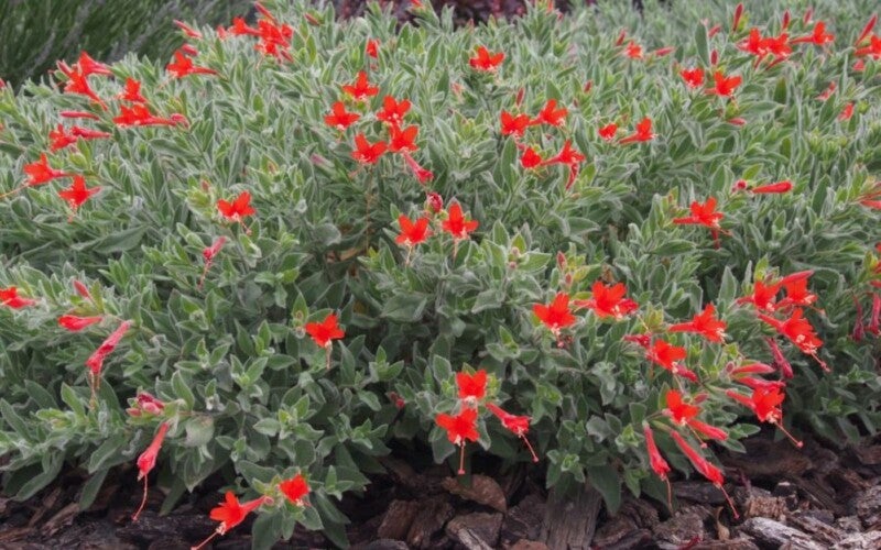 California native plant with red tubular flowers