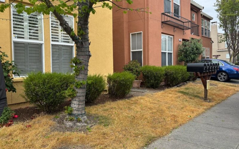 Before photo, showing an HOA front yard with brown lawn prior to converting to low water plants